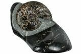 Cretaceous Ammonite (Craspedodiscus) Fossil #228154-1